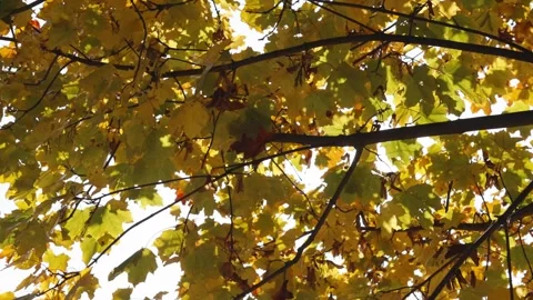 Sun shining through yellow autumn leaves Stock Footage 290075347