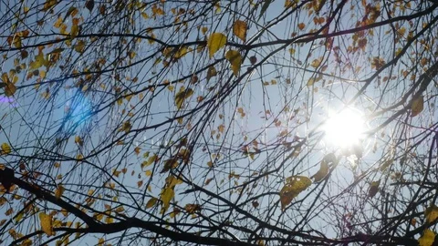 Sun shining through yellow birch leaves in autumn, 4k footage Video stock 81428715