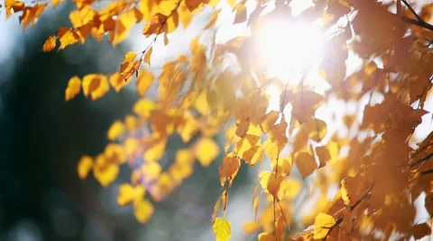 Sun shining through yellow leaves. Golden autumn Stock Footage 67234609