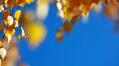 Sun shining through yellow leaves. Blue sky. Golden autumn Stock Footage 67234807