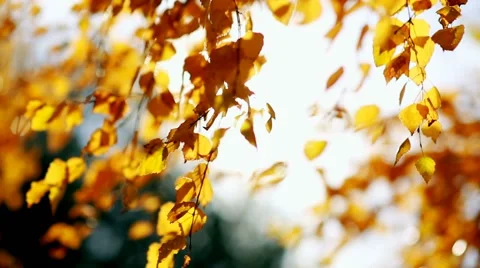 Sun shining through yellow leaves. Golden autumn. Beautiful background Video stock 67234950