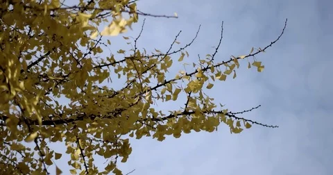 Sun Shining Through Yellow Leaves. Blue Sky. Golden Autumn. Beautiful Stock Footage 71269937