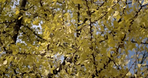 Sun Shining Through Yellow Leaves. Blue Sky. Golden Autumn. Beautiful 動画素材 71270452