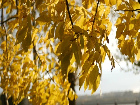 Sun shining through yellow leaves.  Stock Footage 81070983