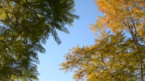 Sun shining through yellow leaves. Golden autumn. Beautiful background. Sun shin 스톡 동영상 102261353