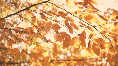 Sun shining through yellow leaves. Golden autumn. Beautiful background. Sun Stock Footage 129304930