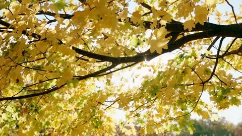 Sun shining through yellow leaves on a tree during fall or autumn season Stock Footage 256723035