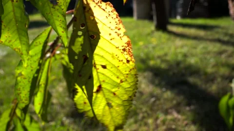 Sun shining through a yellow sick cherry leaf Stock Footage 316455059