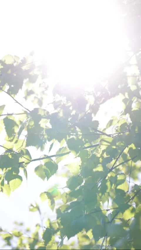 Sun shining through young birch foliage, close up Stock Footage 306653406