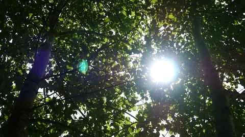 Sun Shining througn the Tree Foliage Stock Footage 114805232