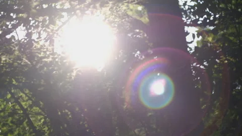 Sun shining thru the branches with a lens flare in the mountain forest Stock Footage 238840869