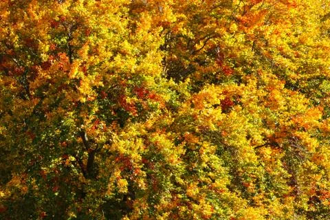 Sun shining on tree branches covered with vividly coloured autumn leaves. Abs Stock Photos