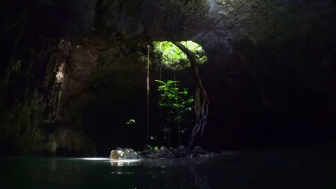 Sun shining on tree in a cenote in the Yucatan. Stock Footage 97085385