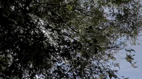Sun Shining From Tree Stock Footage 121588228