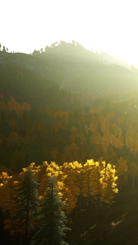 Sun shining on trees in a forest during autumn at a mountain slope Stock Footage 341983322