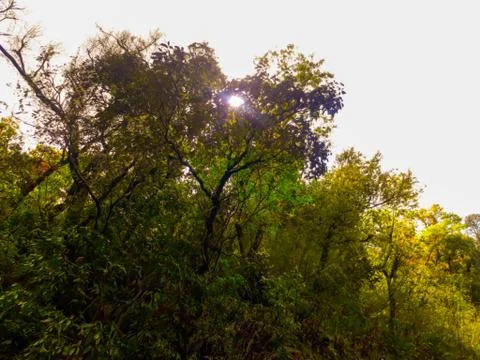 Sun shining in the trees Stock Photos