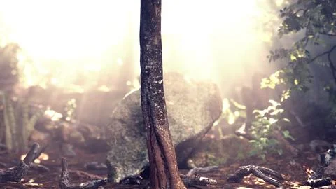Sun shining into tropical forest Stock Illustration