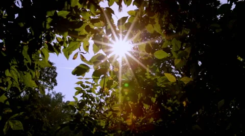 Sun shining trough leaves, camera slides Stock Footage 56076480