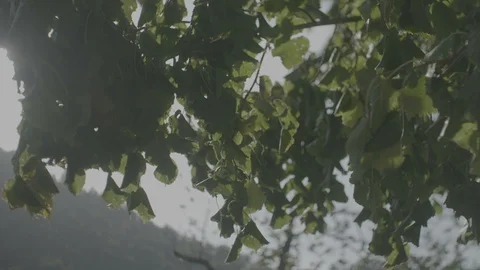 Sun is shining trough leaves 스톡 동영상 99656788