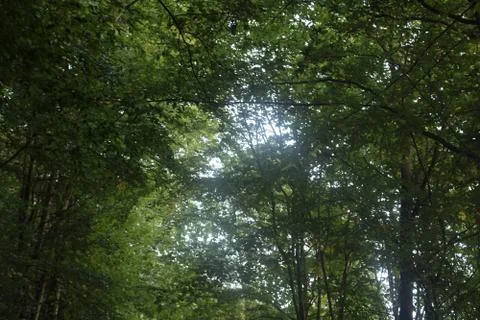 Sun shining trough the tree crowns of a forest Stock Photos