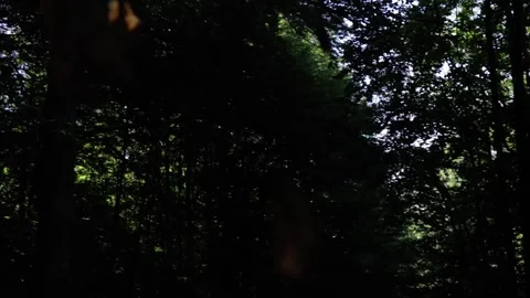 Sun shining trough the trees Stock Footage 135167234