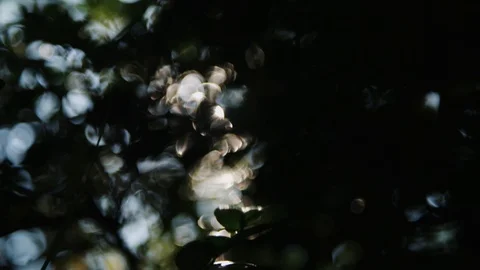 Sun is shining trought the leafs Stock Footage 92083578