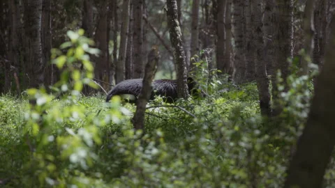 Sun shining on a walking black bear in the middle of the woods Stock Footage 249907063