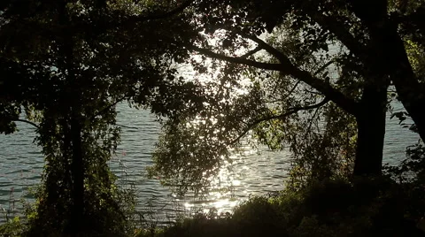 Sun shining on the water behind the trees of a woods Stock Footage 55796845