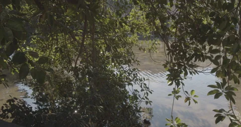 Sun shining in water between rubber tree leaves 4k Stock Footage 165593632
