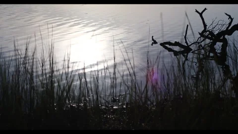 Sun Shining on Water in Grassy Marsh (Alt.) Stock Footage 321322079