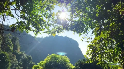 The Sun Shining Windblown Green Leaves Of Trees On Sky Background At Phulangka Stock Footage 304607113