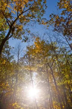 Sun Shining in the Woods Stock Photos