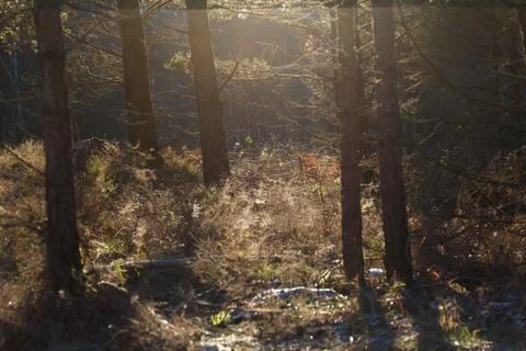 Sun shining in the woods Stock Photos