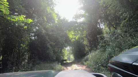 Sun shinning bright through the trees in Bandhavgarh national park Stock Footage 255119210