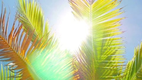 Sun Shinning into the Camera Through Palm Leafs Stock Footage 74006846