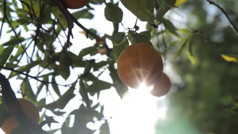 Sun Shinning Light through an Orange Tree Stock Footage 142012168