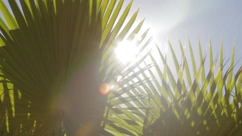 Sun Shinning light through Palm Tree Leaves with Light Flare 스톡 동영상 142012344