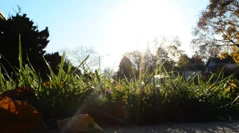 Sun Shinning Though Grass with Flare HD Stock Footage 8976025