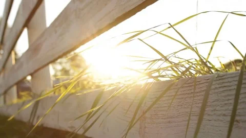 Sun Shinning Through Blades of Grass During Sunset Video stock 78570118