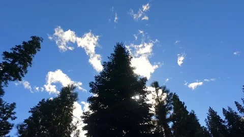 Sun shinning through clouds, pines and giant sequoia trees Stock Footage 88874109