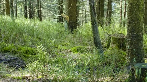 Sun shinning through the deep forrest 動画素材 63225726