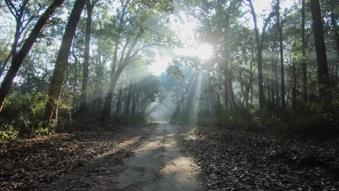 The sun shinning through the huge trees of Corbett national park Stock Footage 271543978