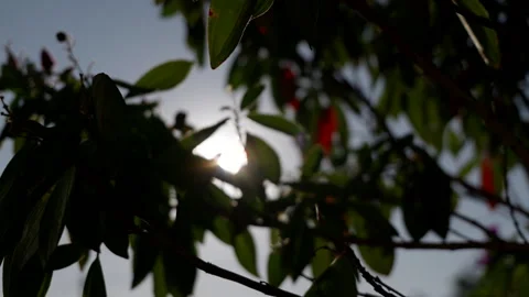 Sun shinning through leaves 스톡 동영상 247672859