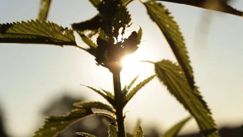 Sun Shinning Through Plant During Sunset Video stock 78603989