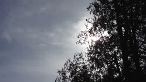 Sun Shinning through Tree Branches Vídeo Stock 22633003