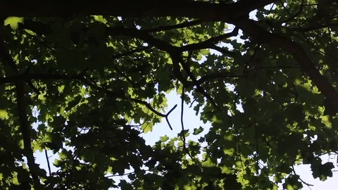 Sun Shinning Through a Tree Stock Footage 106510875
