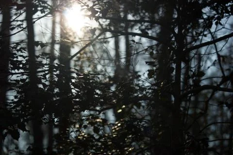 Sun Shinning through Trees Stock Photos