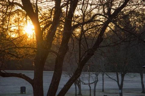 Sun Shinning through Trees Stock Photos