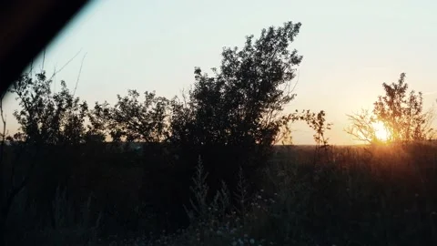 Sun shinning through trees. Shot at dusk from the window of a moving car Stock Footage 135969856