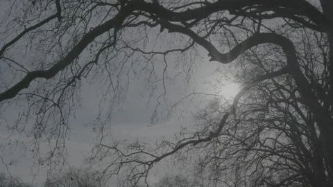 Sun shinning through the trees without leaves on its branches Stock Footage 219317409